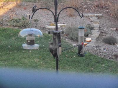 Downy, Northern Flicker, Red Bellied