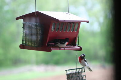 Grosbeaks