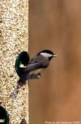 Black-capped Chickadee eating Safflower