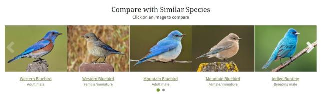 Western Bluebird Identification, All About Birds, Cornell Lab of Ornithology