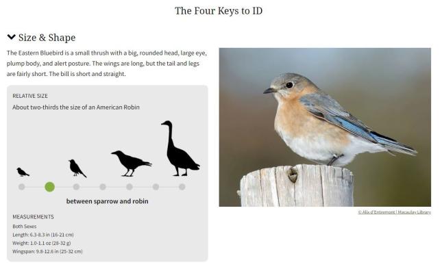 American Robin Identification, All About Birds, Cornell Lab of Ornithology